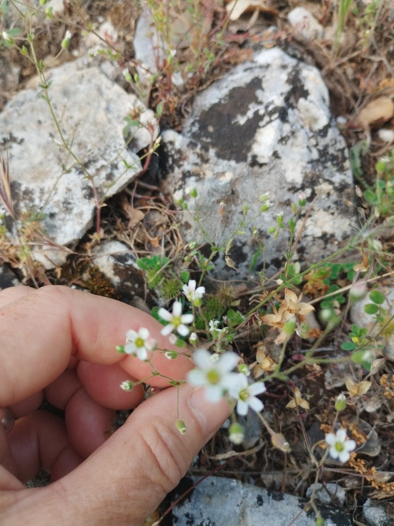 Arenaria retusa photo 4