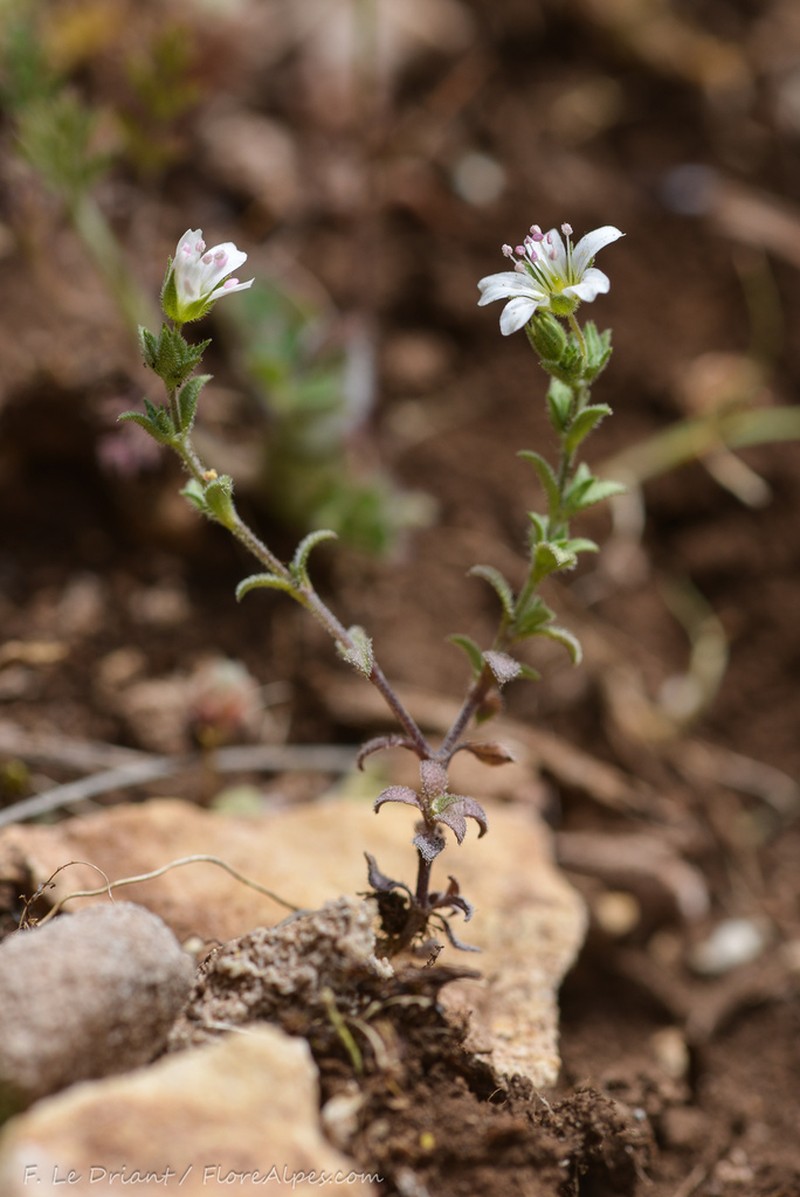 Arenaria retusa photo 5