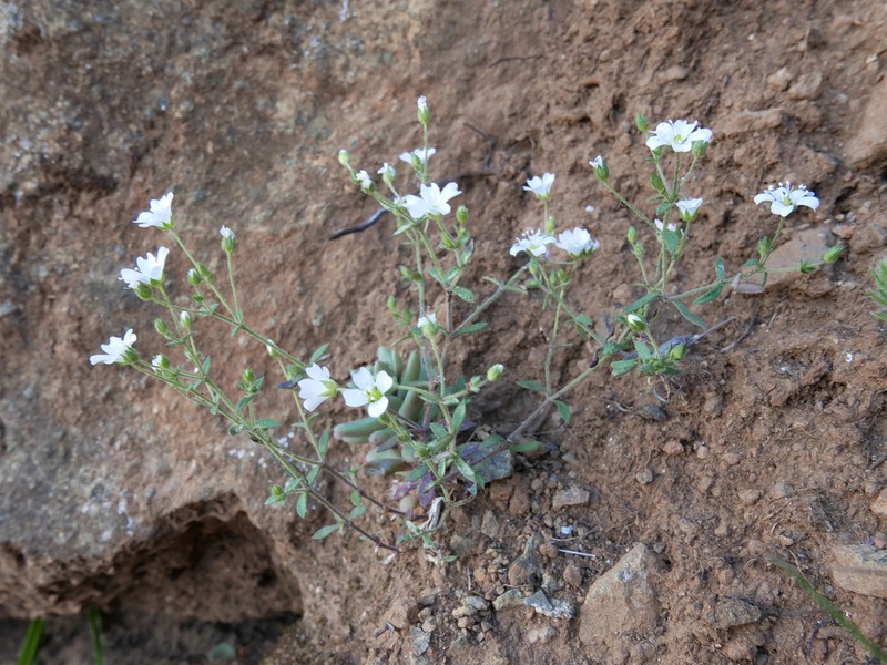 Arenaria retusa photo 6