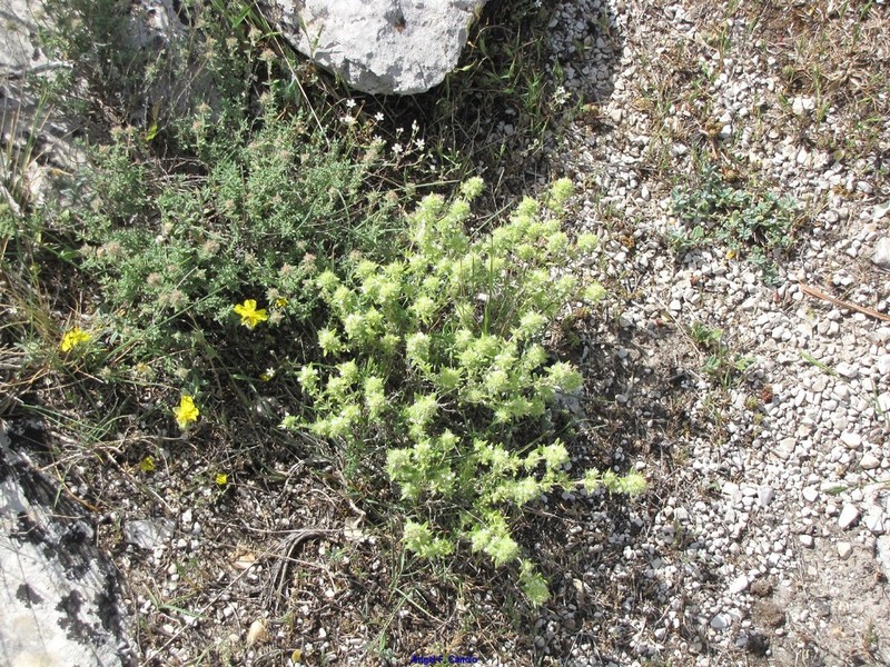 Arenaria retusa photo 7