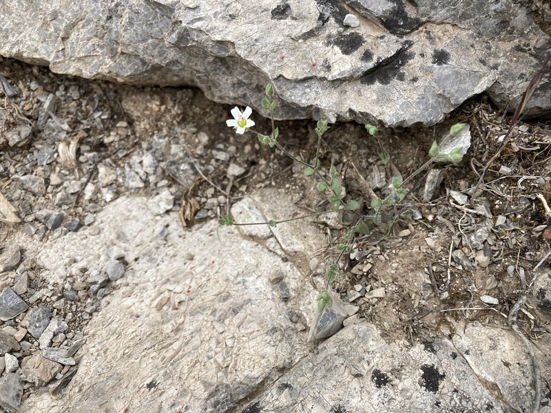 Arenaria retusa photo 8