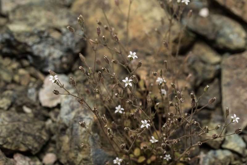 Arenaria rhodia