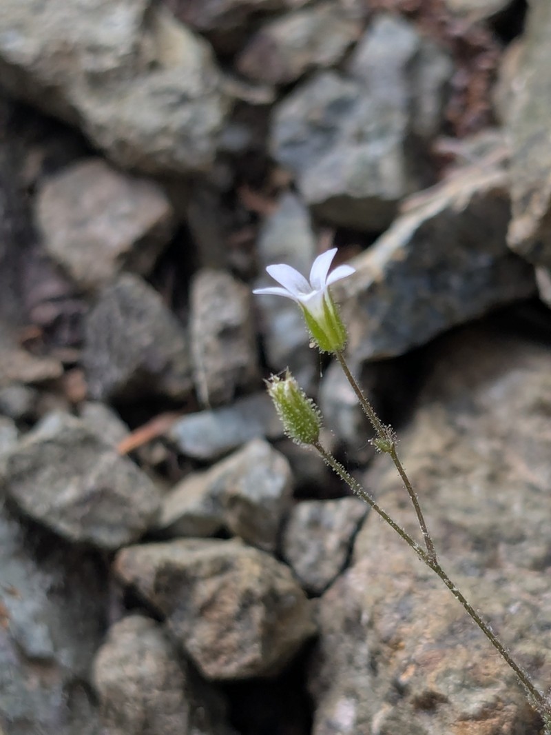 Arenaria rhodia photo 2