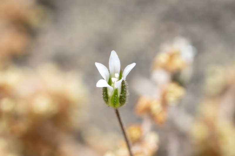 Arenaria rhodia photo 3
