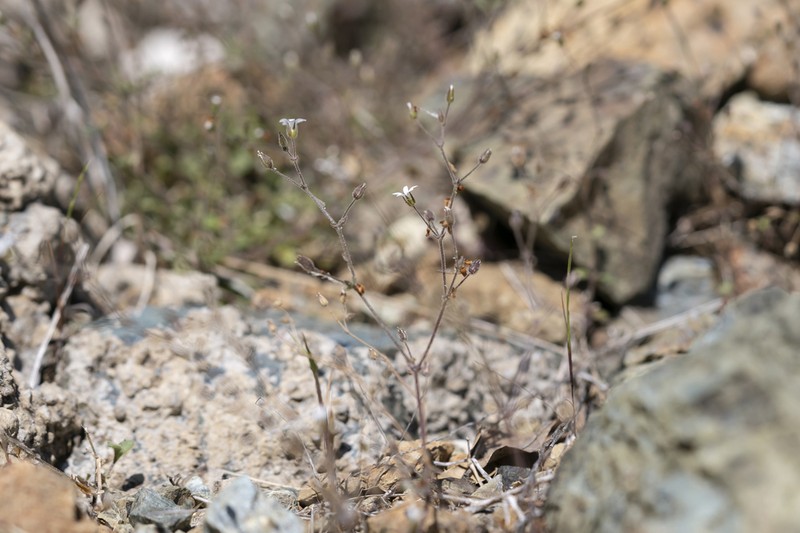 Arenaria rhodia photo 4