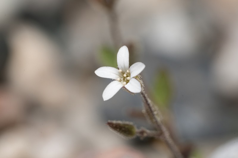 Arenaria rhodia photo 5