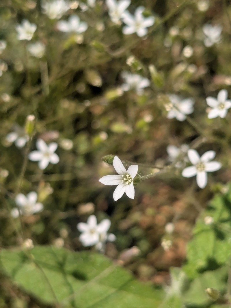 Arenaria rhodia photo 6