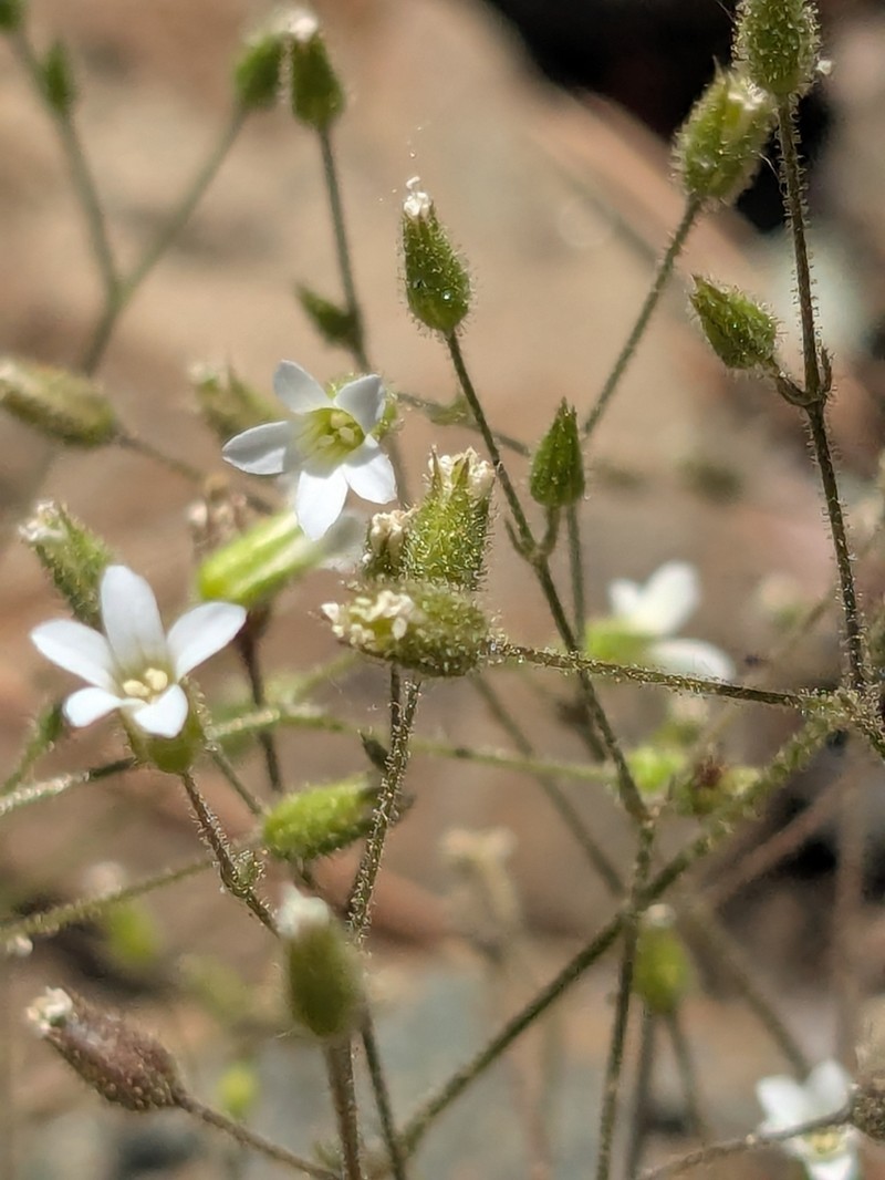 Arenaria rhodia photo 7