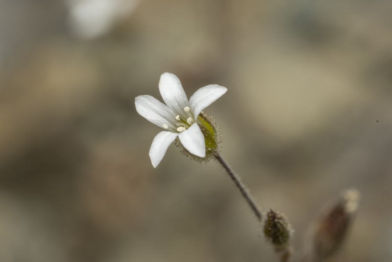 Arenaria rhodia photo 8