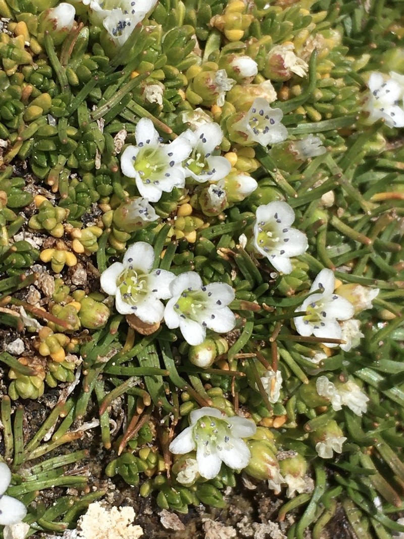 Arenaria rivularis photo 2
