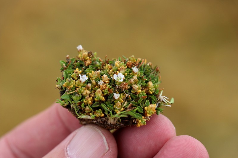 Arenaria rivularis photo 3