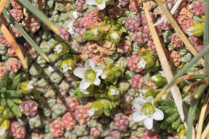 Arenaria rivularis photo 4