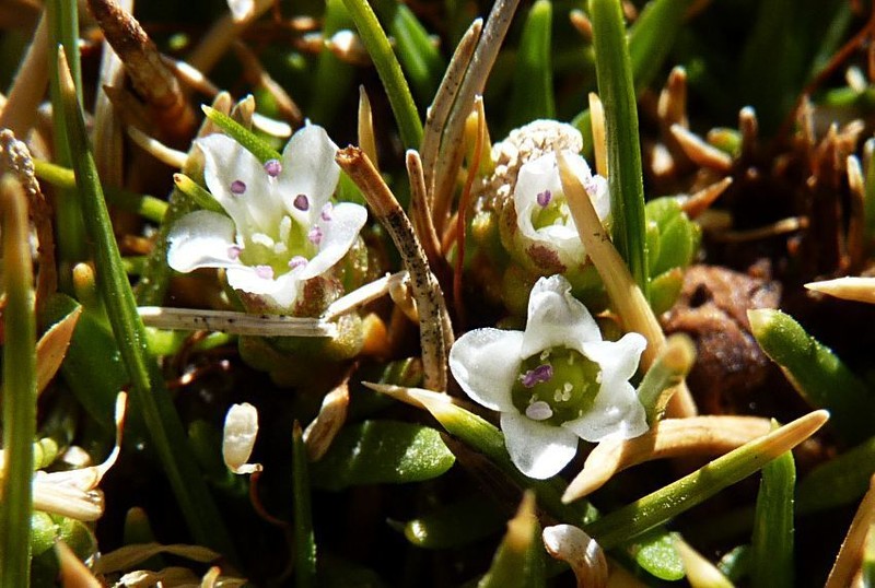 Arenaria rivularis photo 5