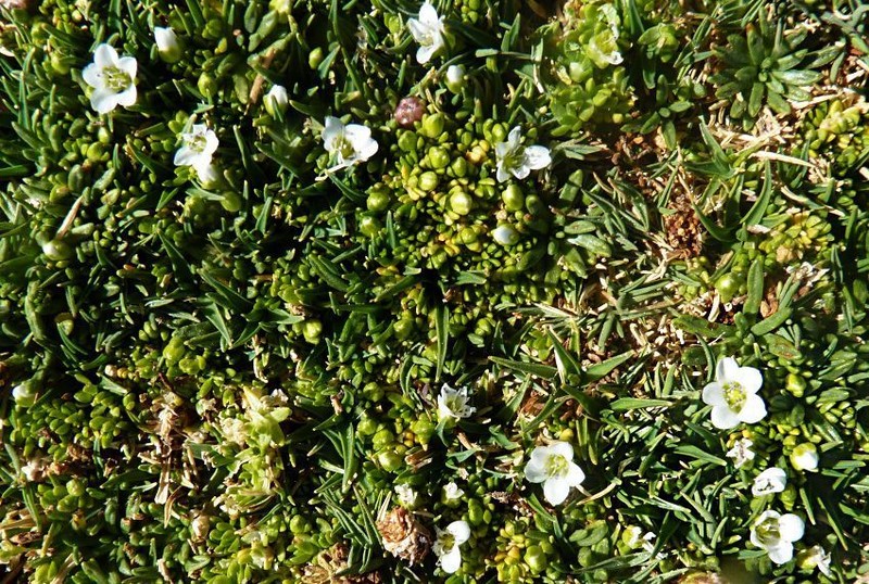 Arenaria rivularis photo 6