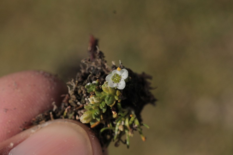 Arenaria rivularis photo 7