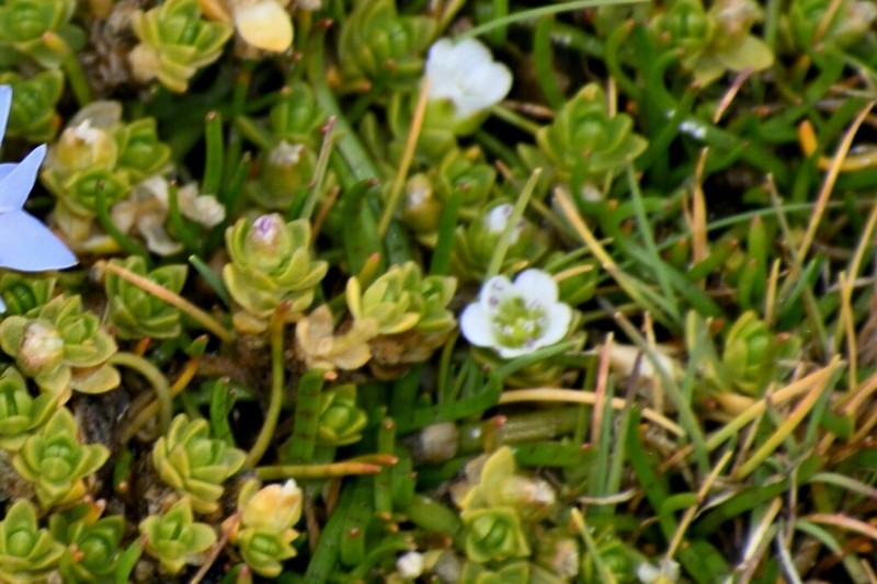 Arenaria rivularis photo 8