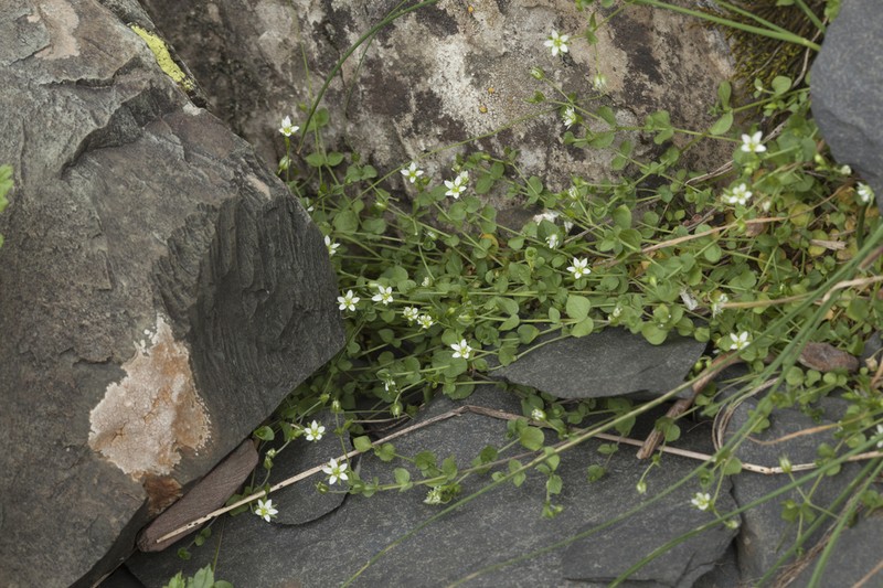 Arenaria rotundifolia