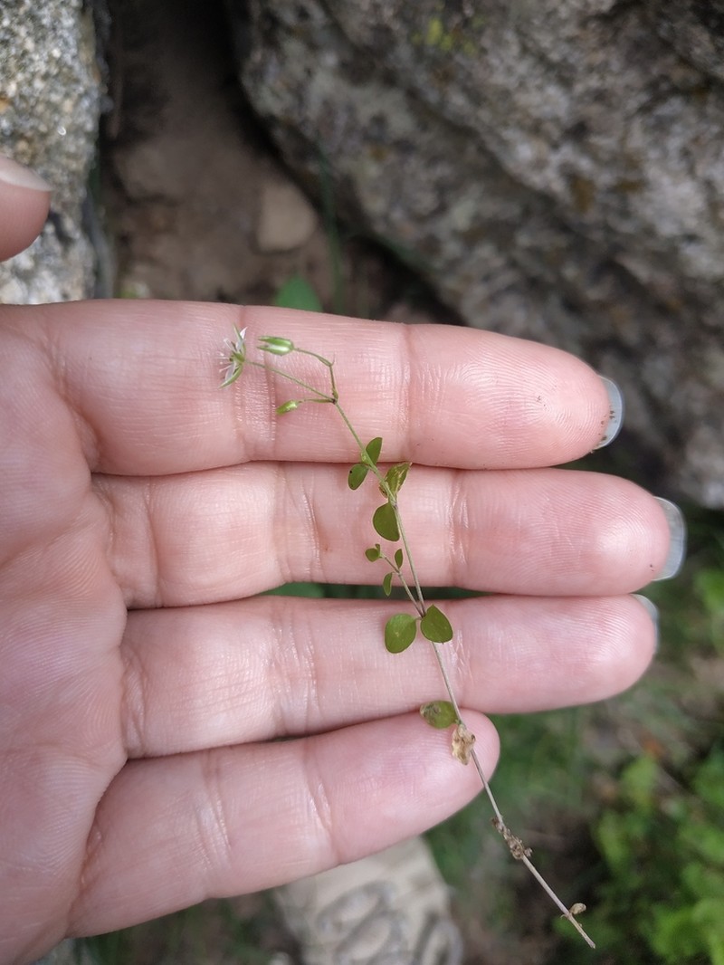 Arenaria rotundifolia photo 2