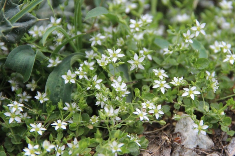 Arenaria rotundifolia photo 3