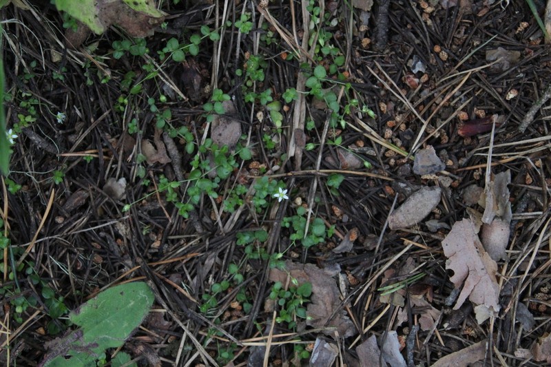 Arenaria rotundifolia photo 4