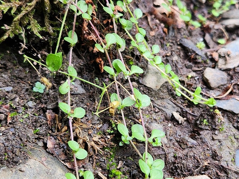Arenaria rotundifolia photo 5