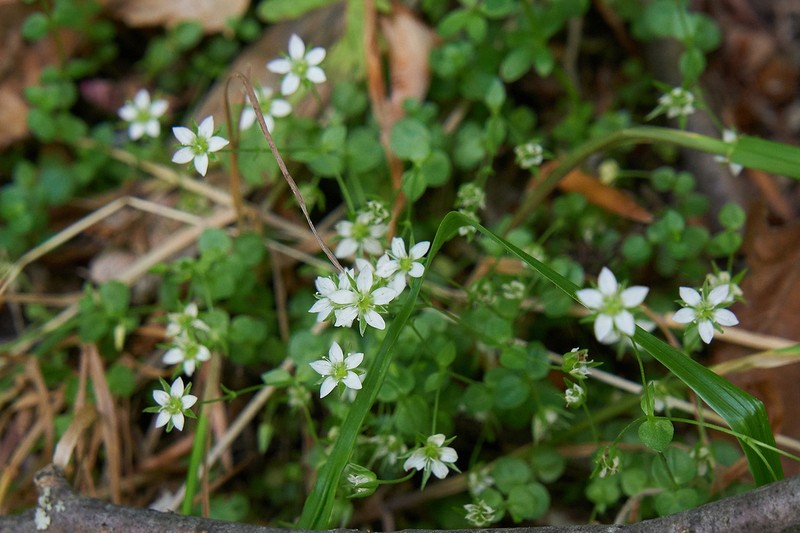 Arenaria rotundifolia photo 6