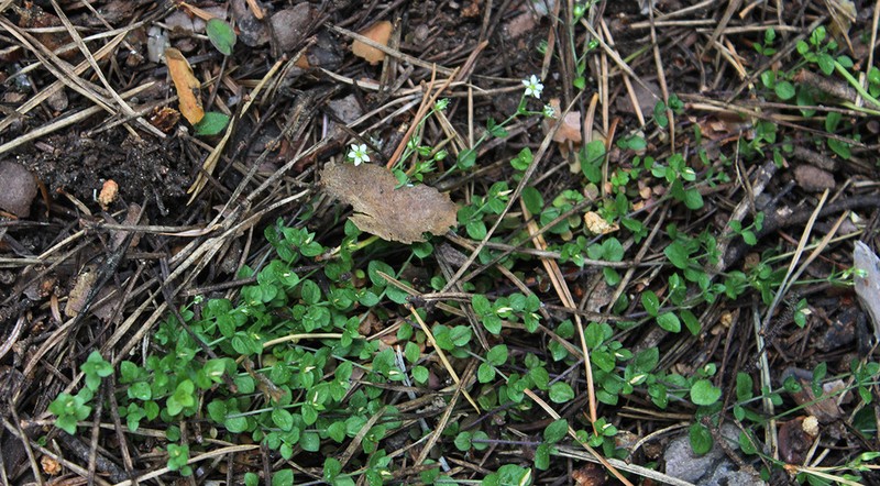 Arenaria rotundifolia photo 7