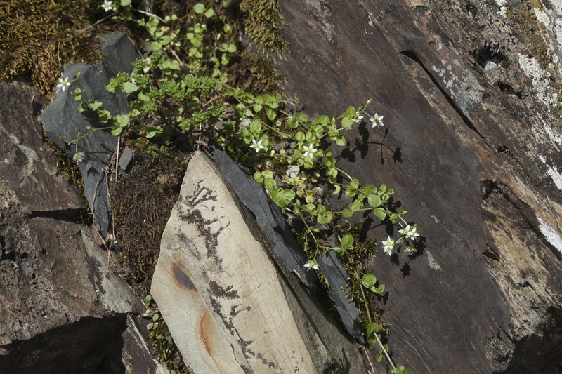 Arenaria rotundifolia photo 8