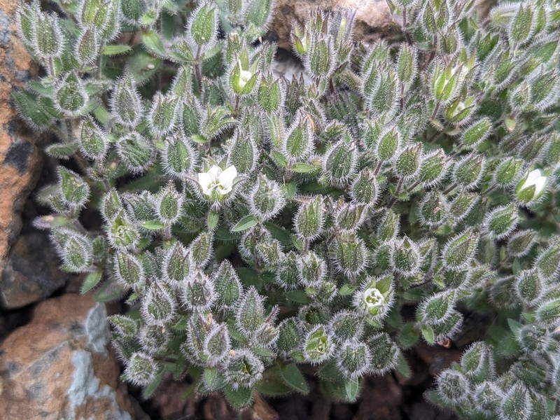 Arenaria saponarioides