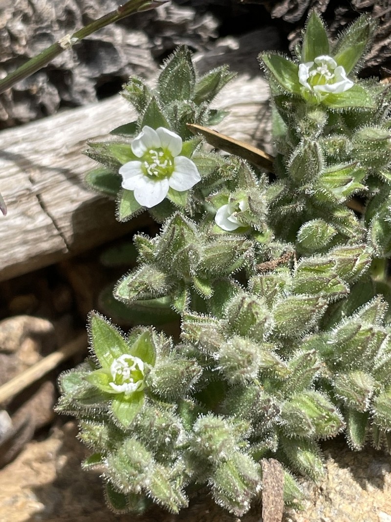Arenaria saponarioides photo 2