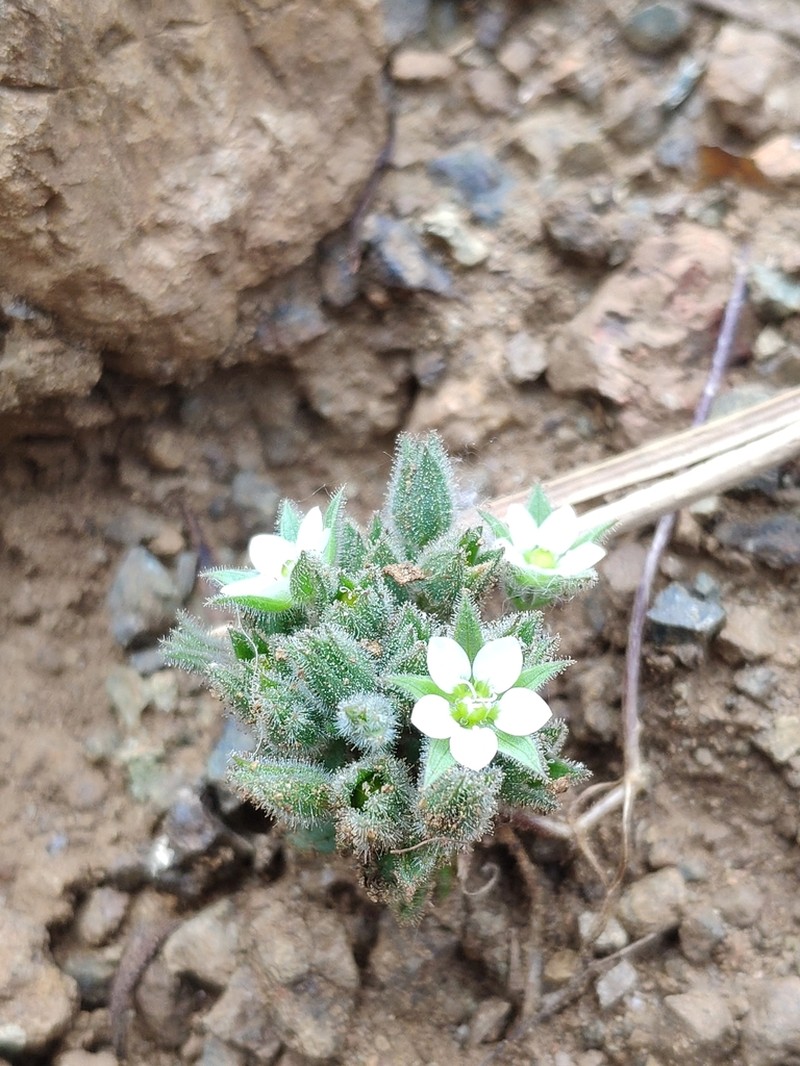 Arenaria saponarioides photo 3
