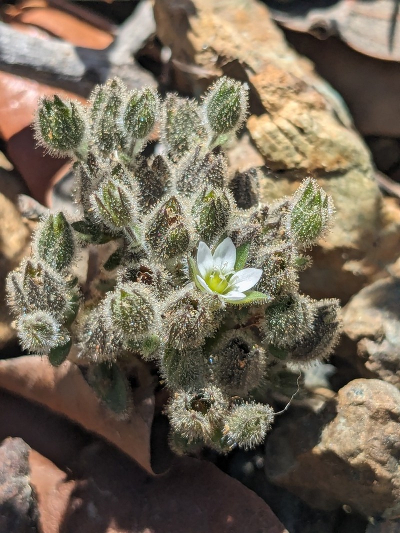 Arenaria saponarioides photo 5