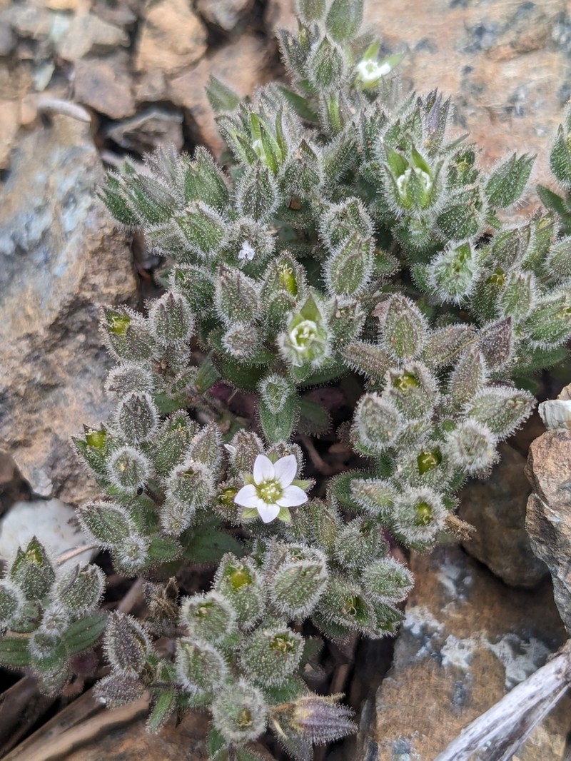 Arenaria saponarioides photo 6