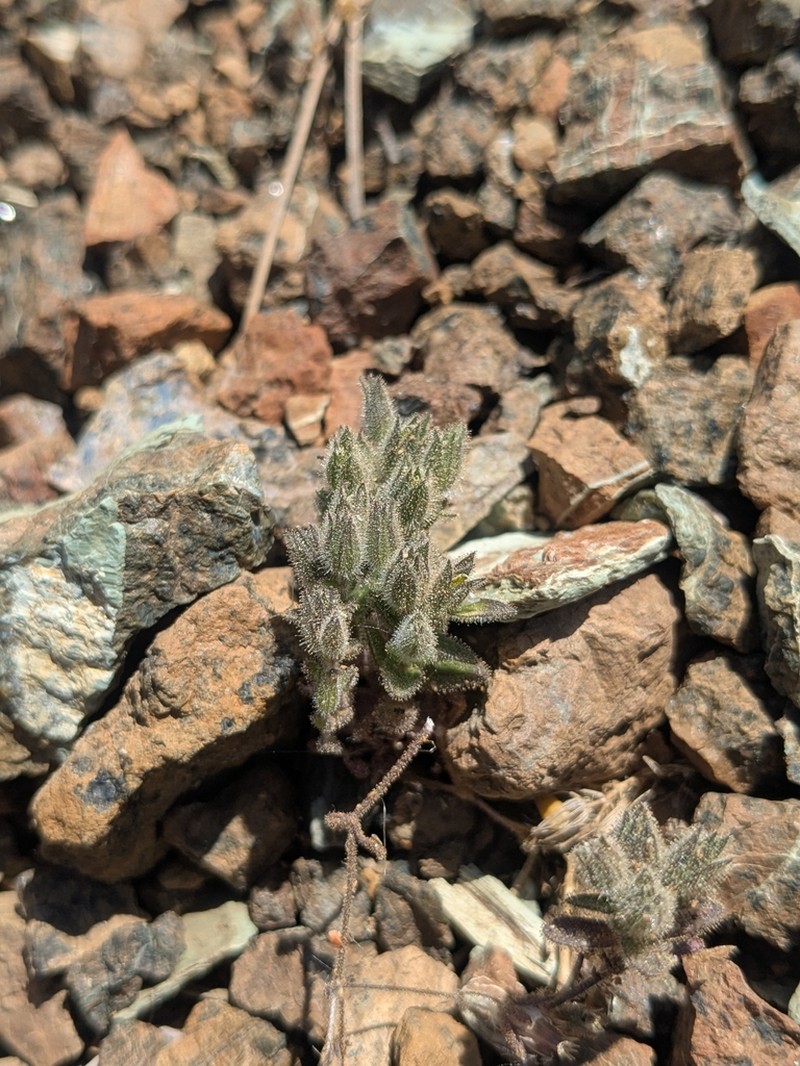 Arenaria saponarioides photo 7
