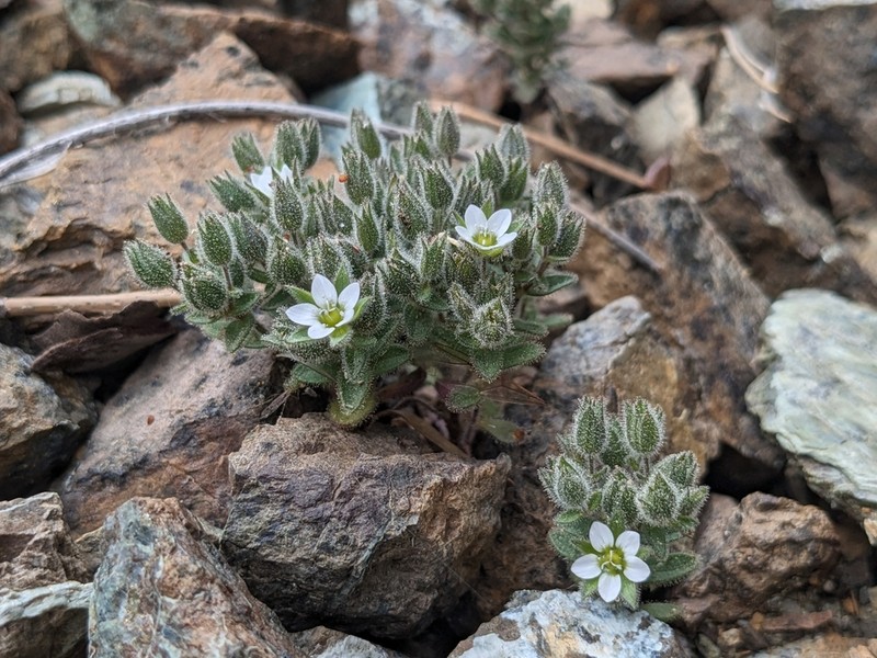 Arenaria saponarioides photo 8