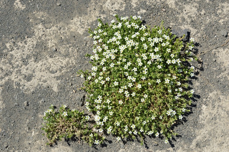 Arenaria serpens photo 2