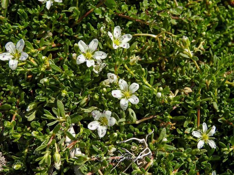 Arenaria serpens photo 3