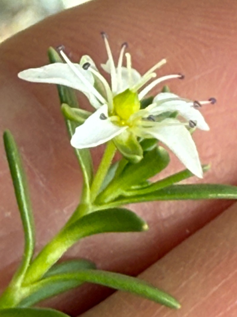 Arenaria serpens photo 4