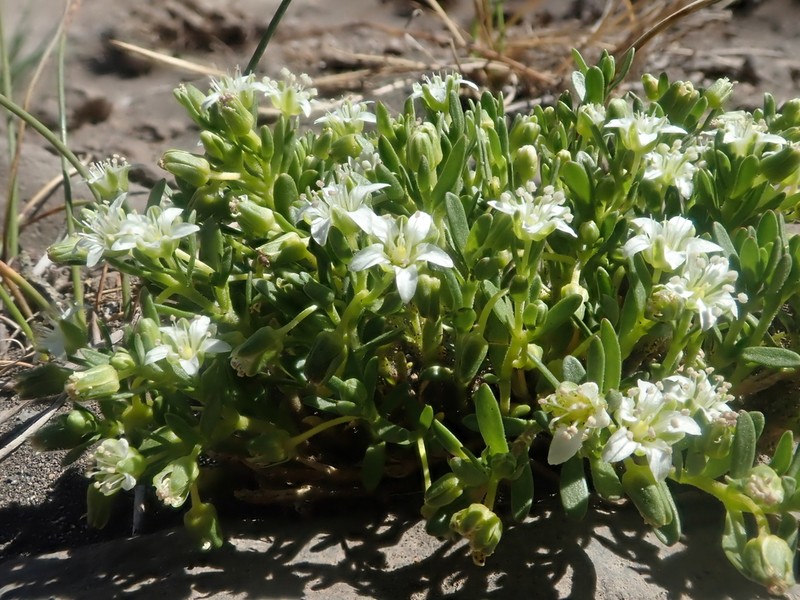 Arenaria serpens photo 5