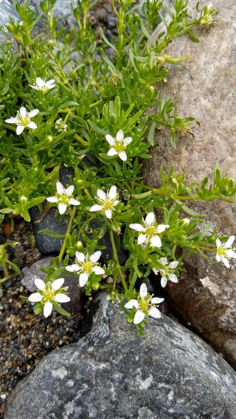 Arenaria serpens photo 6