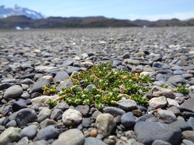 Arenaria serpens photo 7