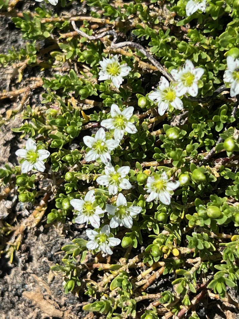 Arenaria serpens photo 8