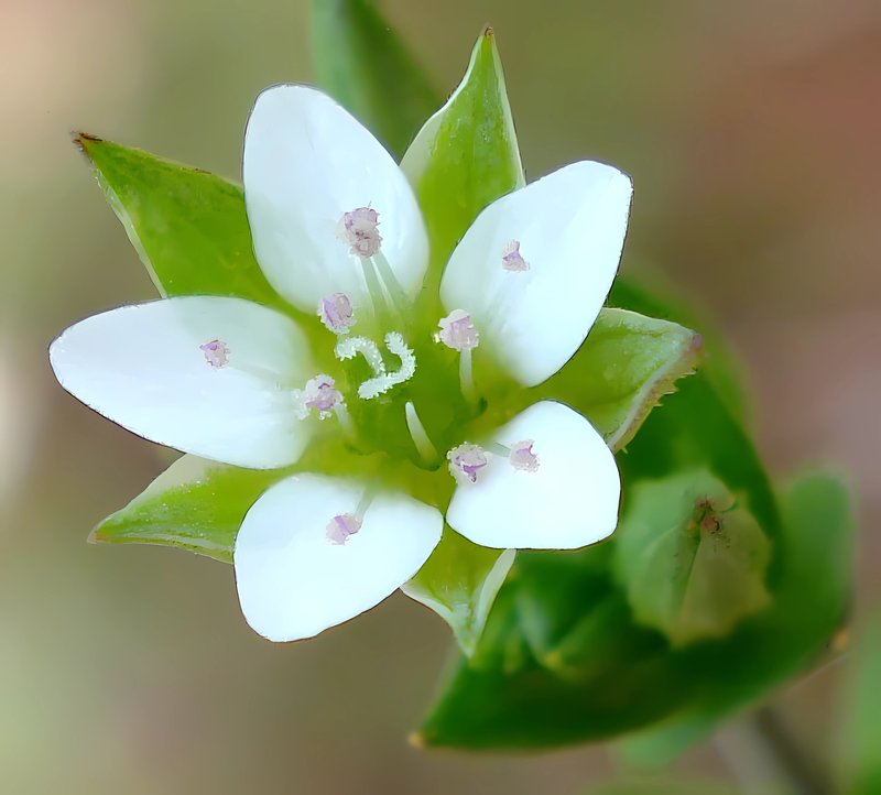 Thymeleaf Sandwort