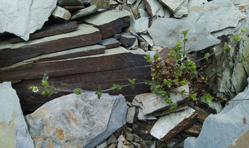 Thymeleaf Sandwort photo 3