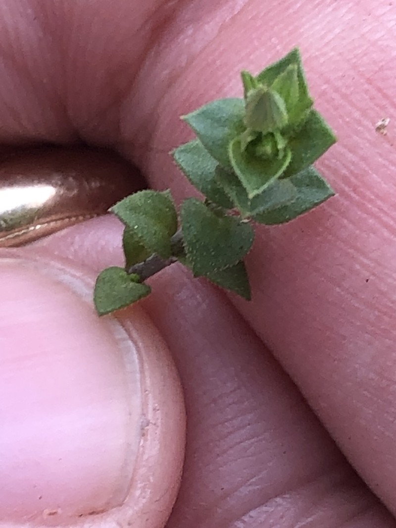 Thymeleaf Sandwort photo 4