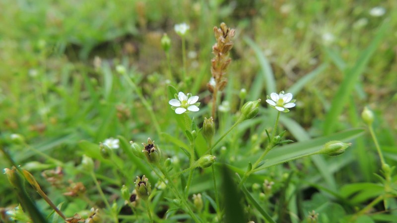 Thymeleaf Sandwort photo 5