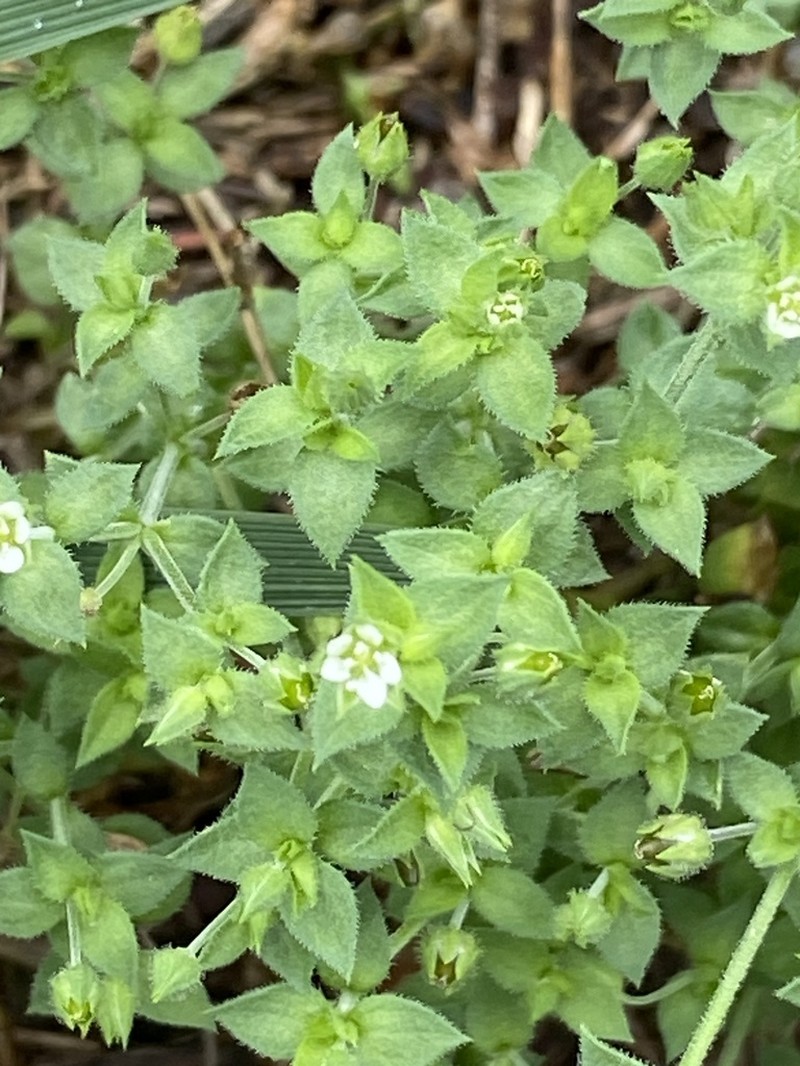 Thymeleaf Sandwort photo 6