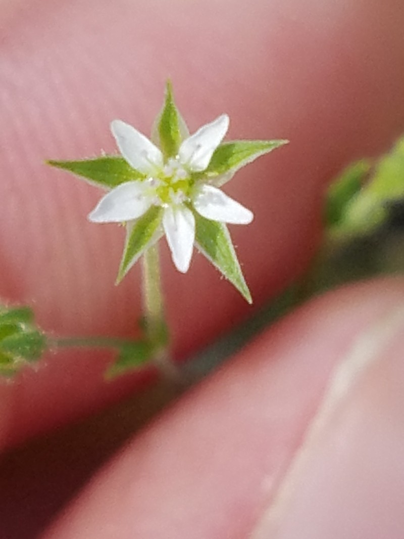 Thymeleaf Sandwort photo 7