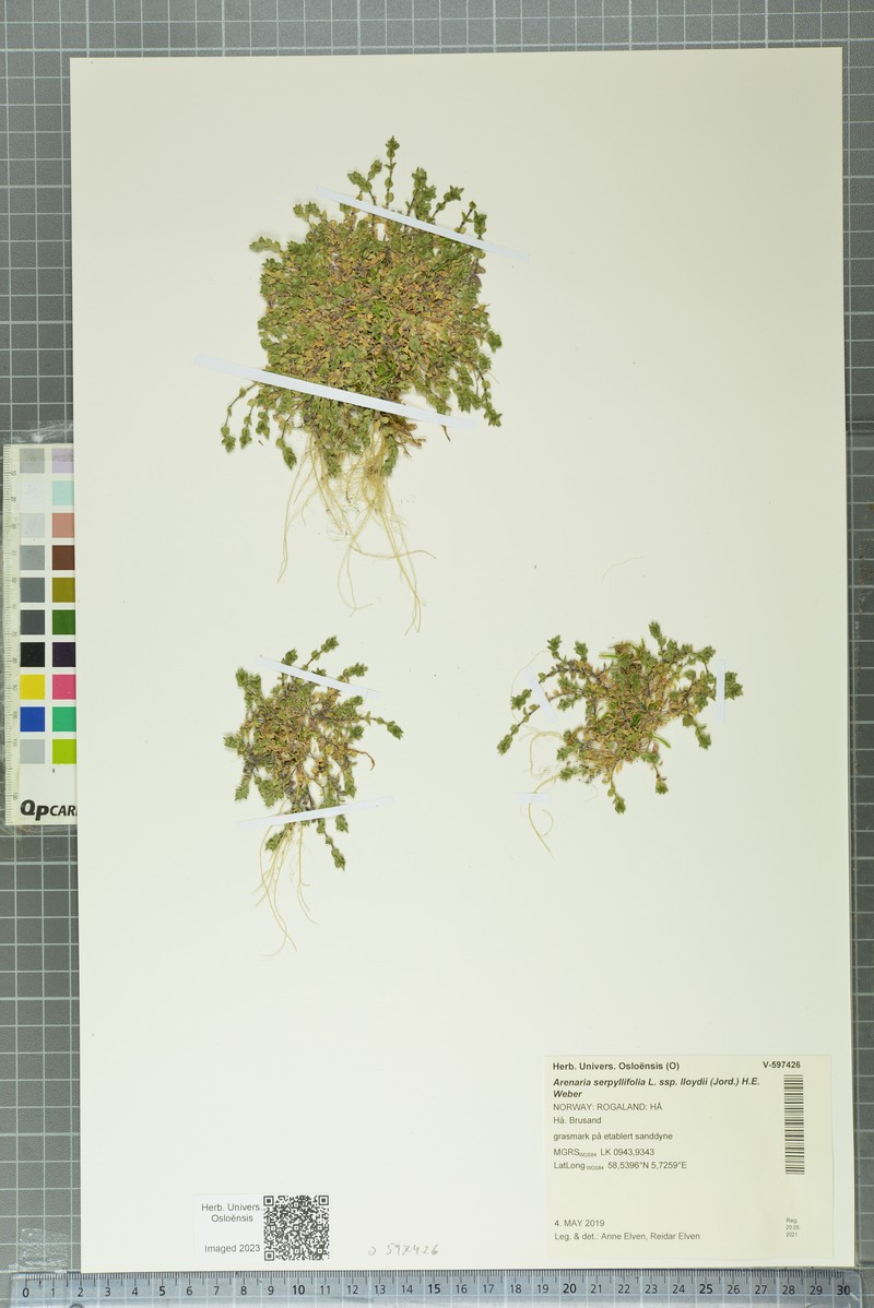 Arenaria serpyllifolia var. lloydii