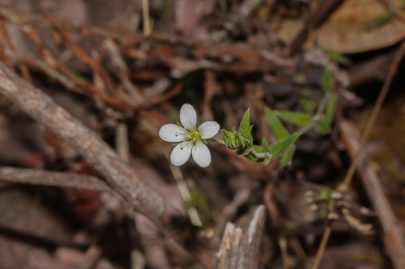 Arenaria soratensis